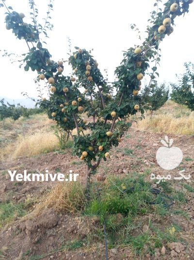 فروش به اصفهان در کامیاران در کردستان در گروه خرید و فروش میوه به در یکمیوه -عکس1