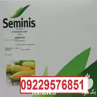 بذر ذرت مسنجر پرفروش اصل در شیراز در گروه خرید و فروش بذر ذرت در یکمیوه