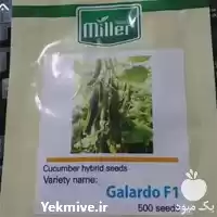 قیمت خرید بذر خیار گلخانه ای در قزوین در گروه خرید و فروش بذر خیار در یکمیوه