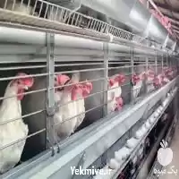 دوره آموزش پرورش مرغ تخم گذار در تهران در گروه دوره آموزش کشاورزی در یکمیوه