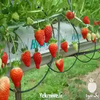 فروش بذر توت فرنگی سابرینا در اصفهان در گروه خرید و فروش توت فرنگی در یکمیوه