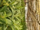 نهال ازگیل ژاپنی 2 متری در اصفهان