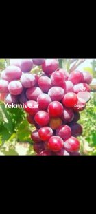 انواع نهال انگور 3 ساله در اصفهان