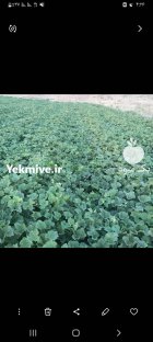 خربزه مشهد خربزه مشهدی در ماه نشان در گروه خرید و فروش خربزه در یکمیوه