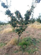 فروش به اصفهان در کامیاران در کردستان در گروه خرید و فروش میوه به در یکمیوه