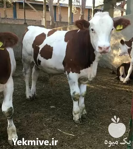 قیمت خرید گوساله قطع شیر در قزوین در گروه گاو و گوسفند و میش و بز کهره گوساله در یکمیوه -عکس1