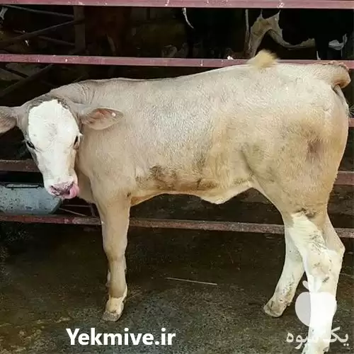 فروش گوساله سیمینتال هلشتاین جنس بالا در گروه گاو و گوسفند و میش و بز کهره گوساله در یکمیوه -عکس1