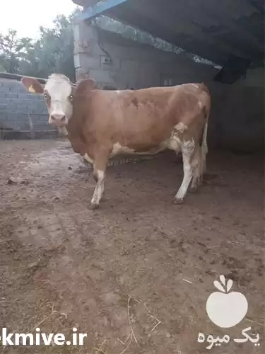 قیمت خرید گوساله در خرم‌ آباد در گروه گاو و گوسفند و میش و بز کهره گوساله در یکمیوه -عکس1