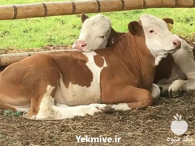 فروش گوساله تلیسه در گروه گاو و گوسفند و میش و بز کهره گوساله در یکمیوه -عکس1