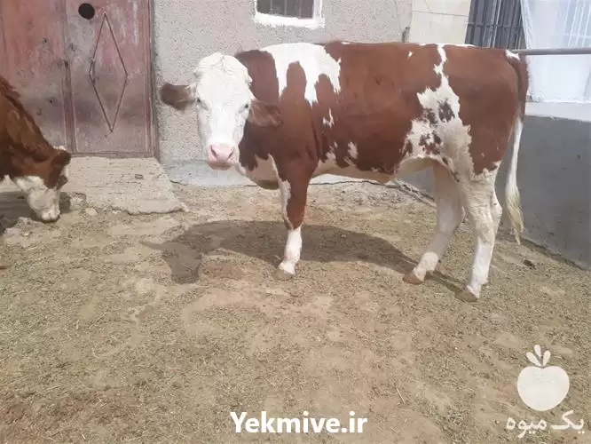 قیمت خرید گوساله قطع شیر در گروه گاو و گوسفند و میش و بز کهره گوساله در یکمیوه -عکس1