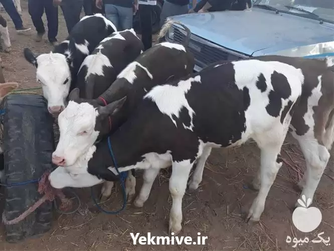 قیمت خرید گوساله سمینتال در رشت در گروه گاو و گوسفند و میش و بز کهره گوساله در یکمیوه -عکس1