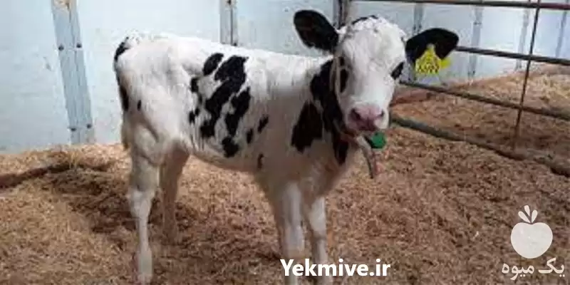 قیمت خرید گوساله قطع شیر شیرخوار در گروه گاو و گوسفند و میش و بز کهره گوساله در یکمیوه -عکس1