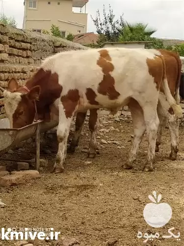 گوساله هلشتاین فروش گوساله در اصفهان در گروه گاو و گوسفند و میش و بز کهره گوساله در یکمیوه -عکس1