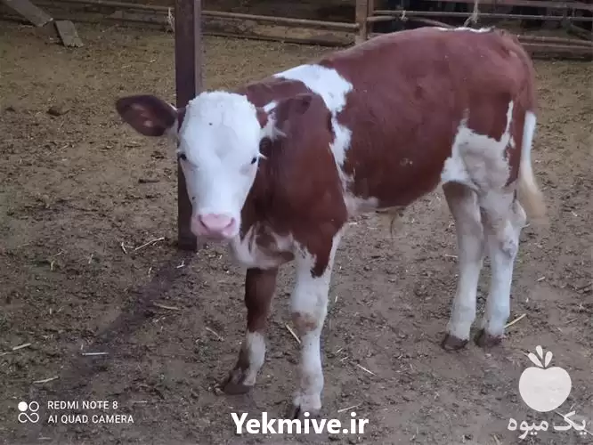 فروش گوساله ماده هلشتاین وزن 250 در گرگان در گروه گاو و گوسفند و میش و بز کهره گوساله در یکمیوه -عکس1