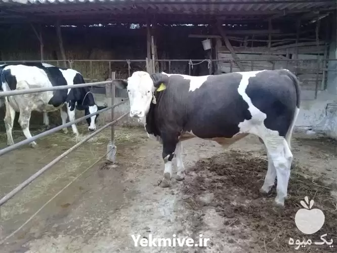 فروش گوساله سیمینتال در شیراز در گروه گاو و گوسفند و میش و بز کهره گوساله در یکمیوه -عکس1