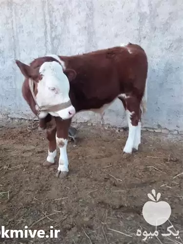 فروش گوساله پرواری در گروه گاو و گوسفند و میش و بز کهره گوساله در یکمیوه -عکس1