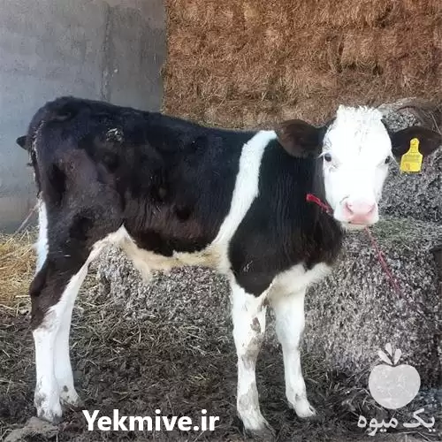 قیمت خرید گوساله پرواری در مشهد در گروه گاو و گوسفند و میش و بز کهره گوساله در یکمیوه -عکس1