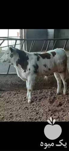 فروش سیمینتال نر و ماده قطع در گروه گاو و گوسفند و میش و بز کهره گوساله در یکمیوه -عکس1