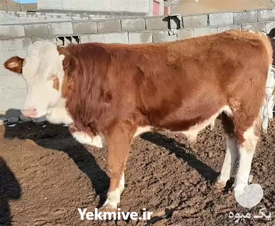 فروش ویژه گوساله پرواری در اهواز در گروه گاو و گوسفند و میش و بز کهره گوساله در یکمیوه -عکس1