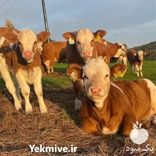 قیمت خرید انواع گاو و گوساله در گروه گاو و گوسفند و میش و بز کهره گوساله در یکمیوه -عکس1