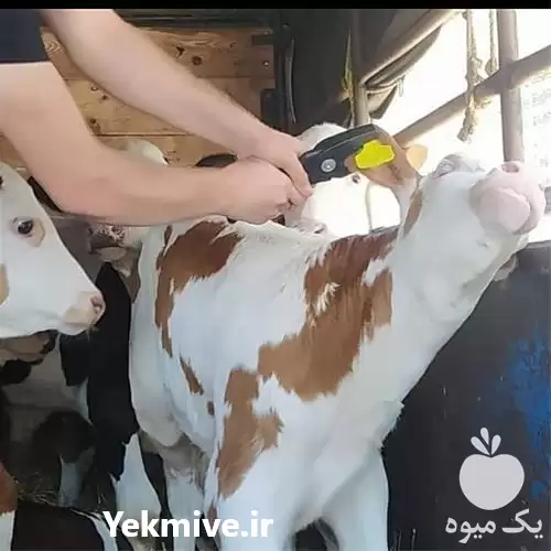 خرید و فروش گوساله سمینتال در قم در گروه گاو و گوسفند و میش و بز کهره گوساله در یکمیوه -عکس1