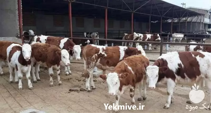 فروش گوساله شیرخوار در گروه گاو و گوسفند و میش و بز کهره گوساله در یکمیوه -عکس1