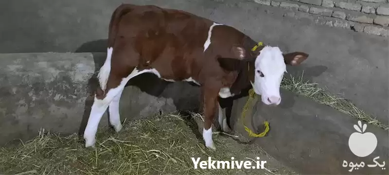 قیمت خرید گوساله سمینتال و هلشتاین در گروه گاو و گوسفند و میش و بز کهره گوساله در یکمیوه -عکس1