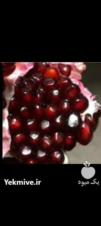 انواع نهال انار خارجی و ایرانی در اصفهان در گروه خرید و فروش نهال انار در یکمیوه -عکس1
