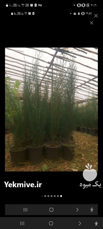 نهال سروشیراز سروناز در گروه خرید و فروش نهال در یکمیوه -عکس1