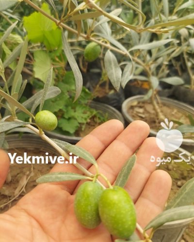 فروش نهال زیتون کنسروالیا در اصفهان در گروه خرید و فروش نهال زیتون در یکمیوه -عکس1