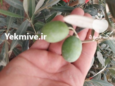فروش نهال زیتون کنسروالیا در اصفهان در گروه خرید و فروش نهال زیتون در یکمیوه -عکس2