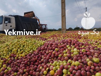 فروش سیب زیر درختی دراشنویه در گروه خرید و فروش سیب در یکمیوه -عکس1