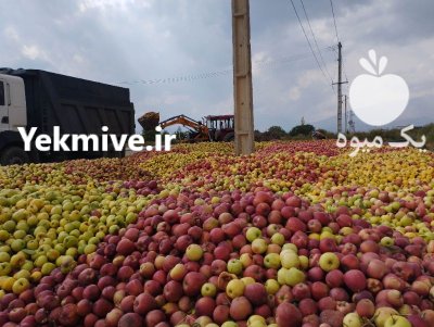 فروش سیب زیر درختی دراشنویه در گروه خرید و فروش سیب در یکمیوه -عکس2