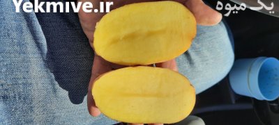 فروش سیب زمینی لوکس در الیگودرز در گروه خرید و فروش سیب زمینی در یکمیوه -عکس1