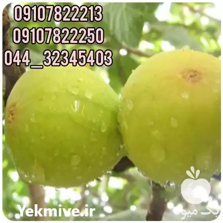 فروش عمده نهال انجیر سفید در تهران در گروه خرید و فروش نهال در یکمیوه -عکس1