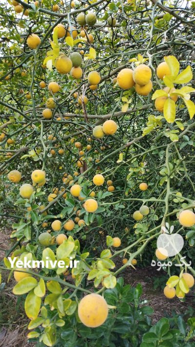 میوه سیتروملو در رامسر در گروه خرید و فروش میوه استوایی در یکمیوه -عکس1