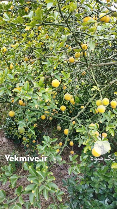 میوه سیتروملو در رامسر در گروه خرید و فروش میوه استوایی در یکمیوه -عکس2