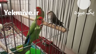 فروش کوتوله برزیلی دستی پرورشی در تهران در گروه خرید و فروش انواع پرنده در یکمیوه -عکس2