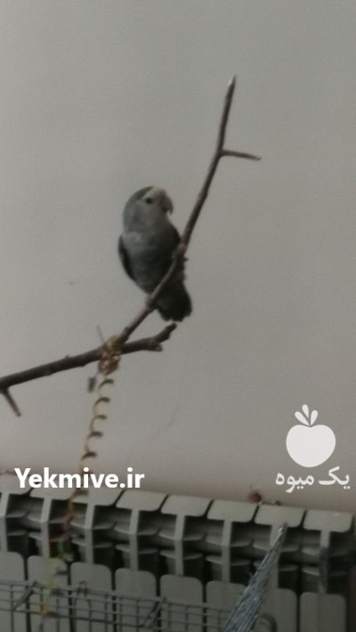 فروش کوتوله برزیلی دستی پرورشی در تهران در گروه خرید و فروش انواع پرنده در یکمیوه -عکس3