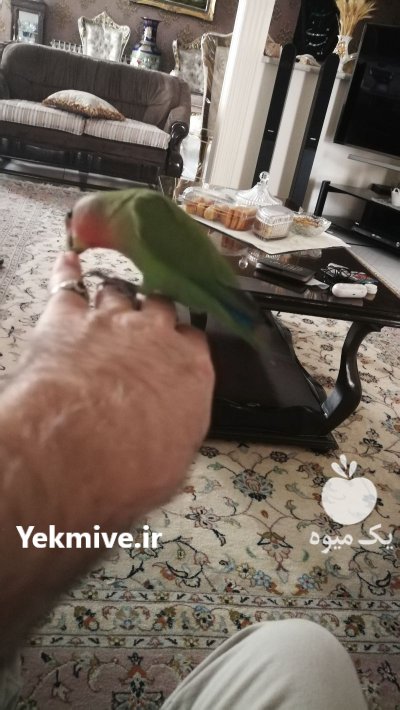 فروش کوتوله برزیلی دستی پرورشی در تهران در گروه خرید و فروش انواع پرنده در یکمیوه -عکس4