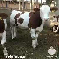 قیمت خرید گوساله قطع شیر در قزوین در گروه گاو و گوسفند و میش و بز کهره گوساله در یکمیوه