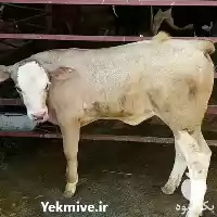 فروش گوساله سیمینتال هلشتاین جنس بالا در گروه گاو و گوسفند و میش و بز کهره گوساله در یکمیوه
