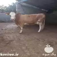 قیمت خرید گوساله در خرم‌ آباد در گروه گاو و گوسفند و میش و بز کهره گوساله در یکمیوه