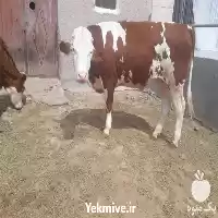 قیمت خرید گوساله قطع شیر در گروه گاو و گوسفند و میش و بز کهره گوساله در یکمیوه