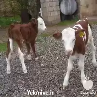 فروش گوساله شیرخوار در گرگان در گروه گاو و گوسفند و میش و بز کهره گوساله در یکمیوه