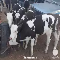 قیمت خرید گوساله سمینتال در رشت در گروه گاو و گوسفند و میش و بز کهره گوساله در یکمیوه