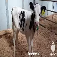 قیمت خرید گوساله قطع شیر شیرخوار در گروه گاو و گوسفند و میش و بز کهره گوساله در یکمیوه