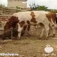 گوساله هلشتاین فروش گوساله در اصفهان در گروه گاو و گوسفند و میش و بز کهره گوساله در یکمیوه