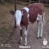 فروش گوساله ماده هلشتاین وزن 250 در گرگان در گروه گاو و گوسفند و میش و بز کهره گوساله در یکمیوه