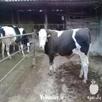 فروش گوساله سیمینتال در شیراز در گروه گاو و گوسفند و میش و بز کهره گوساله در یکمیوه